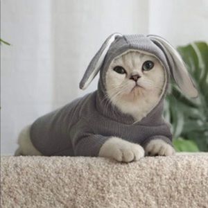 SHEIN bunny sweater for pets